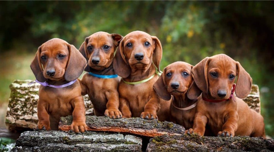 Dachshund shop shop